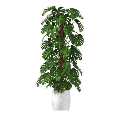 decorative flowers and plants for the interior, isolated on white background, 3D illustration, cg render