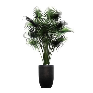 decorative flowers and plants for the interior, isolated on white background, 3D illustration, cg render