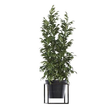 decorative flowers and plants for the interior, isolated on white background, 3D illustration, cg render