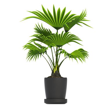 decorative flowers and plants for the interior, isolated on white background, 3D illustration, cg render