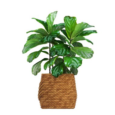 decorative flowers and plants for the interior, isolated on white background, 3D illustration, cg render