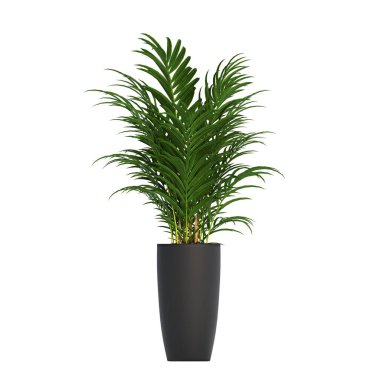 decorative flowers and plants for the interior, isolated on white background, 3D illustration, cg render