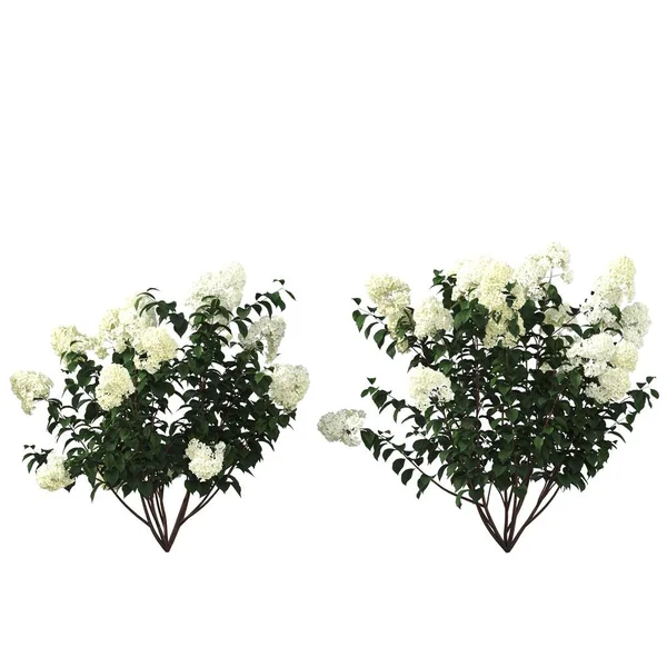 Decorative Flowers Plants Interior Isolated White Background Illustration Render — 图库照片