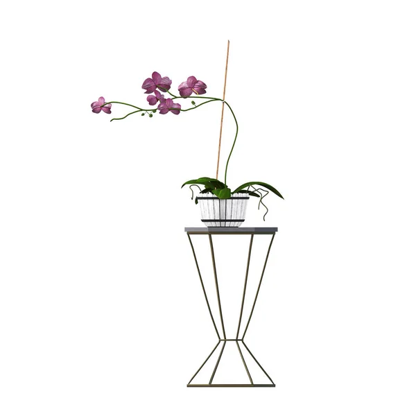 Decorative Flowers Plants Interior Isolated White Background Illustration Render — 图库照片