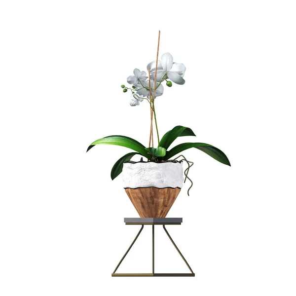 Dekorativní Květiny Rostliny Pro Interiér Izolované Bílém Pozadí Ilustrace Vykreslení — Stock fotografie