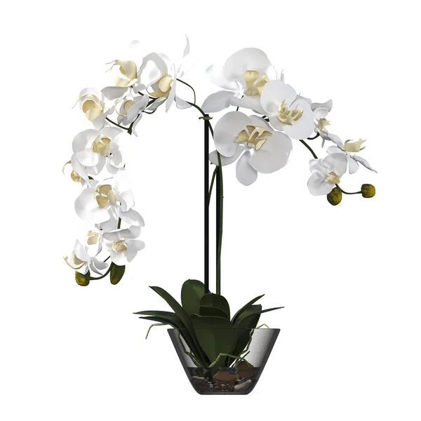 Fleurs Plantes Décoratives Pour Intérieur Isolées Sur Fond Blanc Illustration — Photo