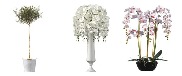 Декоративные Цветы Растения Интерьера Изолированные Белом Фоне Иллюстрация Рендеринг — стоковое фото