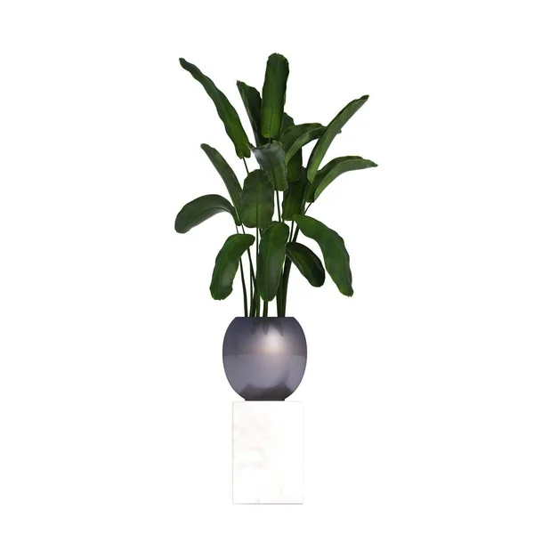装饰花卉和植物内部 隔离在白色背景 3D插图 Cg渲染 — 图库照片