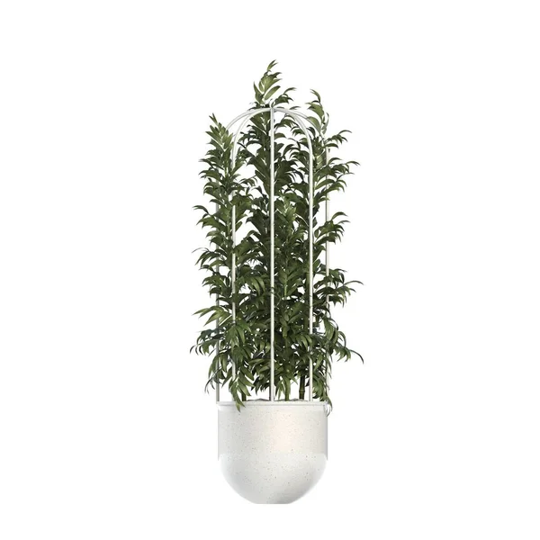 Flores Plantas Decorativas Para Interior Aisladas Sobre Fondo Blanco Ilustración — Foto de Stock