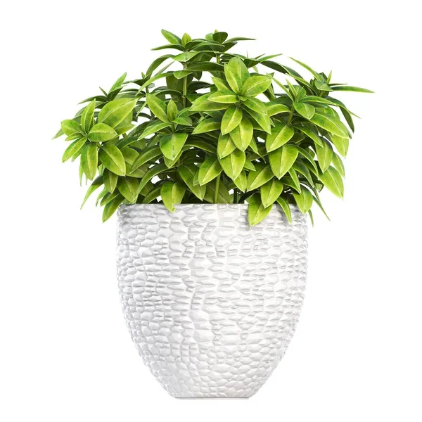 Dekorativní Květiny Rostliny Pro Interiér Izolované Bílém Pozadí Ilustrace Vykreslení — Stock fotografie