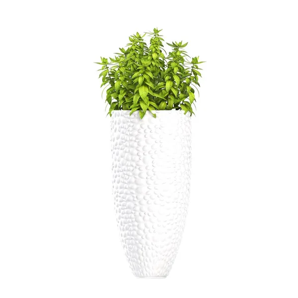 Decorative Flowers Plants Interior Isolated White Background Illustration Render — Stok Foto