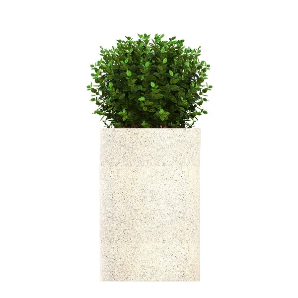 Dekorative Blumen Und Pflanzen Für Den Innenraum Isoliert Auf Weißem — Stockfoto