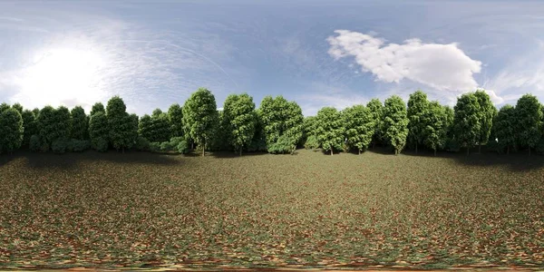 Panorama 360 Grados Del Bosque Prado Medio Los Árboles Ilustración — Foto de Stock