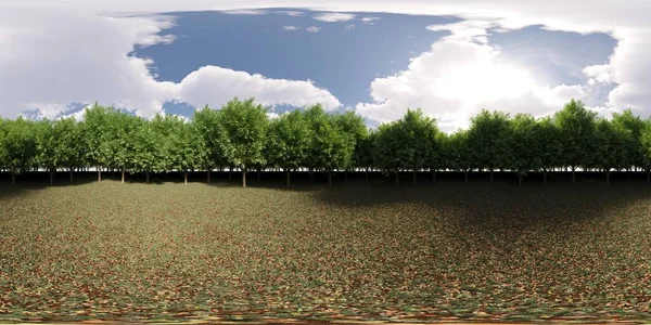 360 Градусів Панорама Лісу Луг Посеред Дерев Ілюстрація Render — стокове фото