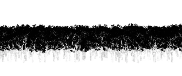 Arbres Noirs Blancs Dans Forêt Isolés Sur Fond Blanc Croquis — Photo