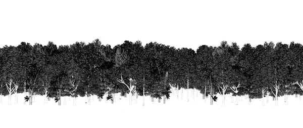 Černé Bílé Stromy Lese Izolované Bílém Pozadí Náčrt Obrys Ilustrace — Stock fotografie