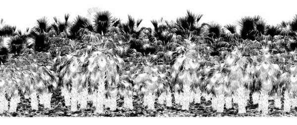 Zwart Wit Bomen Het Bos Geïsoleerd Witte Achtergrond Schets Schets — Stockfoto