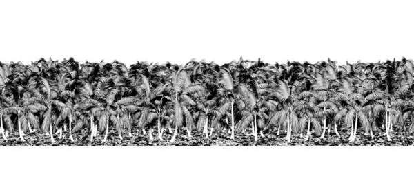 Черно Белые Деревья Лесу Изолированы Белом Фоне Эскиз Набросок Иллюстрации — стоковое фото