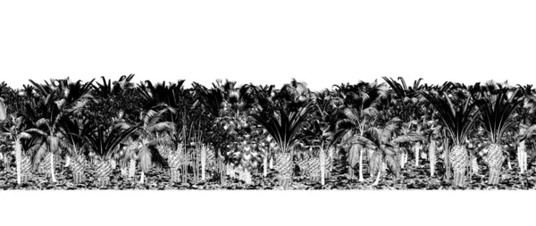 森林中的黑白相间的树木 以白色为背景隔离 示意图 — 图库照片