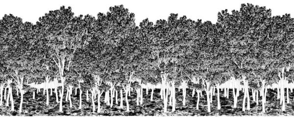 Zwart Wit Bomen Het Bos Geïsoleerd Witte Achtergrond Schets Schets — Stockfoto