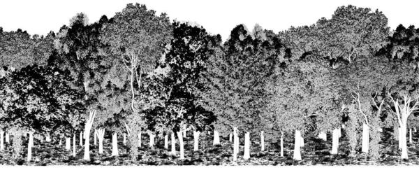 Czarno Białe Drzewa Lesie Odizolowane Białym Tle Szkic Ilustracja Konturu — Zdjęcie stockowe