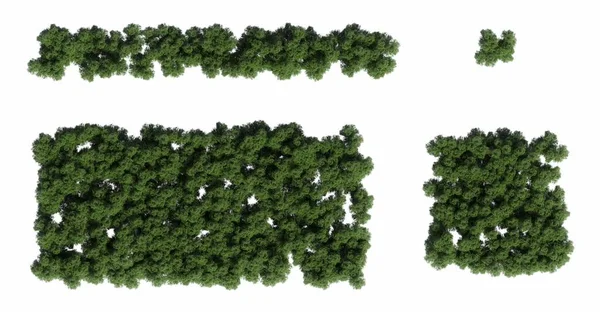 Bäume Wald Draufsicht Isoliert Auf Weißem Hintergrund Illustration Render — Stockfoto