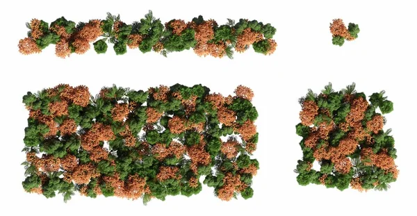 森林中的树 顶部视图隔离在白色背景 3D插图 Cg渲染 — 图库照片