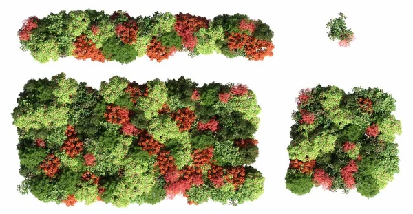 森林中的树 顶部视图隔离在白色背景 3D插图 Cg渲染 — 图库照片