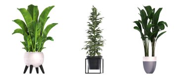 İç mekan için dekoratif çiçekler ve bitkiler, üst görünüm, beyaz arkaplanda izole edilmiş, 3D illüstrasyon, cg canlandırma