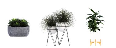 İç mekan için dekoratif çiçekler ve bitkiler, üst görünüm, beyaz arkaplanda izole edilmiş, 3D illüstrasyon, cg canlandırma