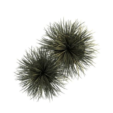 İç mekan için dekoratif çiçekler ve bitkiler, üst görünüm, beyaz arkaplanda izole edilmiş, 3D illüstrasyon, cg canlandırma