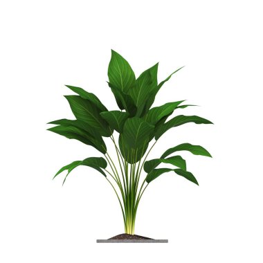 İç mekan için dekoratif çiçekler ve bitkiler, üst görünüm, beyaz arkaplanda izole edilmiş, 3D illüstrasyon, cg canlandırma