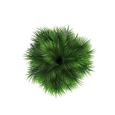 İç mekan için dekoratif çiçekler ve bitkiler, üst görünüm, beyaz arkaplanda izole edilmiş, 3D illüstrasyon, cg canlandırma