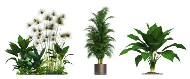 İç mekan için dekoratif çiçekler ve bitkiler, üst görünüm, beyaz arkaplanda izole edilmiş, 3D illüstrasyon, cg canlandırma