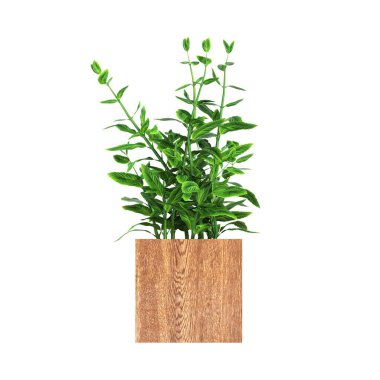 İç mekan için dekoratif çiçekler ve bitkiler, üst görünüm, beyaz arkaplanda izole edilmiş, 3D illüstrasyon, cg canlandırma