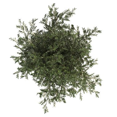 İç mekan için dekoratif çiçekler ve bitkiler, üst görünüm, beyaz arkaplanda izole edilmiş, 3D illüstrasyon, cg canlandırma