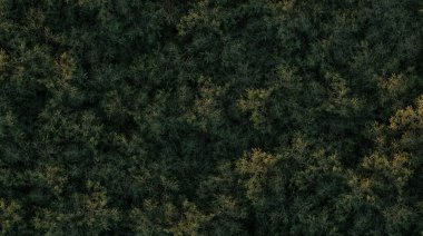 Ormandaki ağaçlar, üst görünüm, alan görünümü, beyaz arkaplanda izole edilmiş, 3 boyutlu illüstrasyon, cg canlandırma