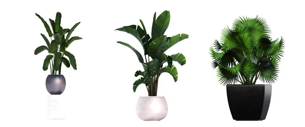 Dekorativní Květiny Rostliny Pro Interiér Horní Pohled Izolované Bílém Pozadí — Stock fotografie