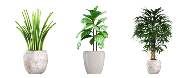 decorative flowers and plants for the interior, top view, isolated on white background, 3D illustration, cg render