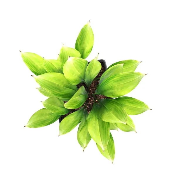 Dekorativa Blommor Och Växter För Interiören Ovanifrån Isolerad Vit Bakgrund — Stockfoto