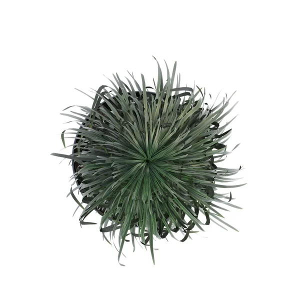 インテリアのための装飾的な花や植物 トップビュー 白い背景に隔離された 3Dイラスト Cgレンダリング — ストック写真