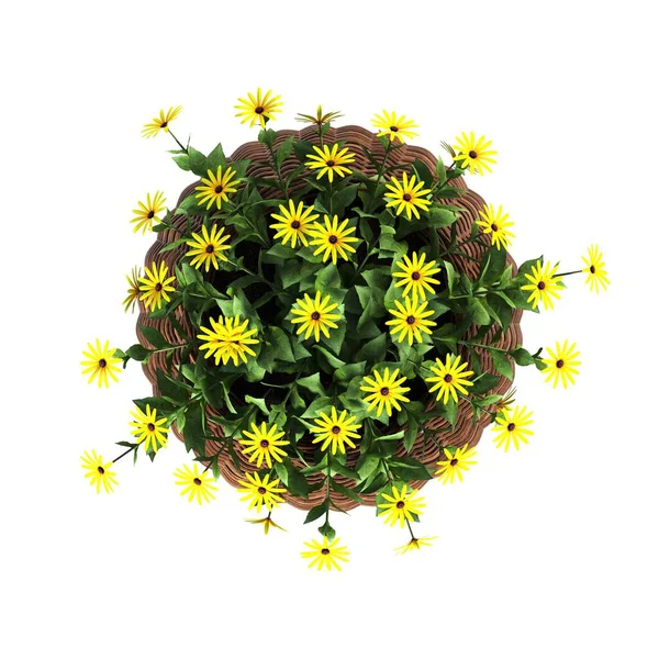 Dekorativní Květiny Rostliny Pro Interiér Horní Pohled Izolované Bílém Pozadí — Stock fotografie