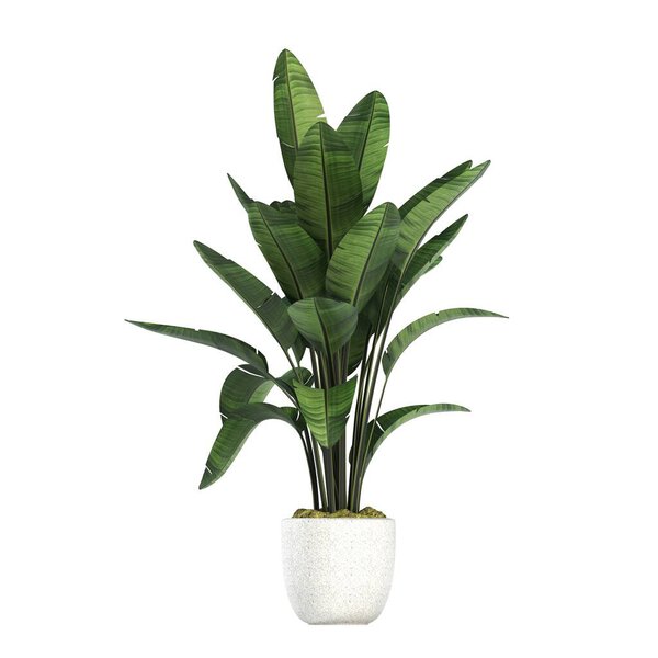 decorative flowers and plants for the interior, top view, isolated on white background, 3D illustration, cg render