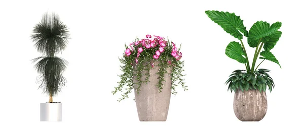 Flores Decorativas Plantas Para Interior Vista Superior Isolado Fundo Branco — Fotografia de Stock