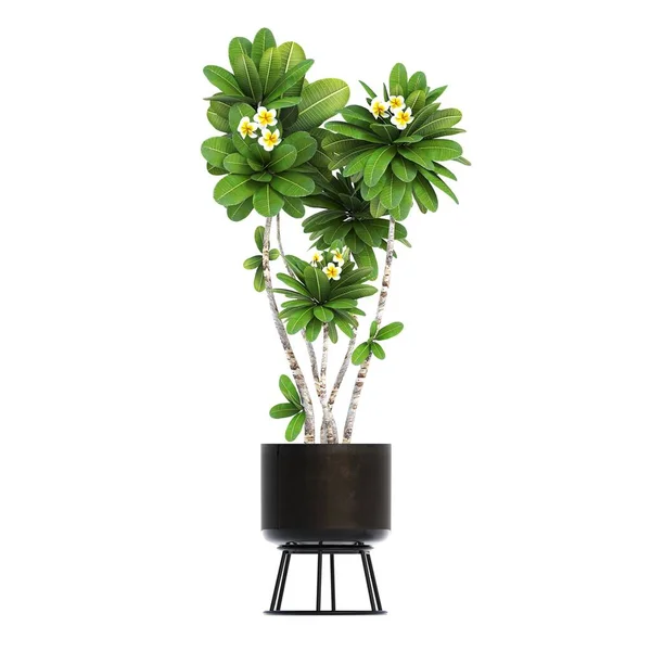 装饰花卉和植物内部 顶部视图 隔离在白色背景 3D插图 Cg渲染 — 图库照片