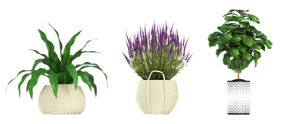 Flores Decorativas Plantas Para Interior Vista Superior Isolado Fundo Branco — Fotografia de Stock