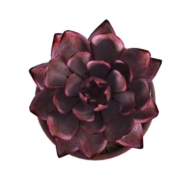 インテリアのための装飾的な花や植物 トップビュー 白い背景に隔離された 3Dイラスト Cgレンダリング — ストック写真