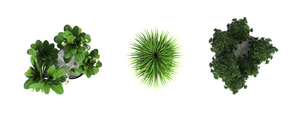 decorative flowers and plants for the interior, top view, isolated on white background, 3D illustration, cg render