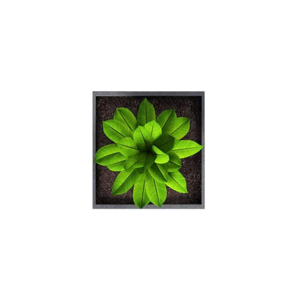 Decorative Flowers Plants Interior Top View Isolated White Background Illustration — Stock Photo, Image