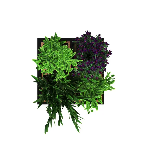 Dekorative Blumen Und Pflanzen Für Den Innenraum Draufsicht Isoliert Auf — Stockfoto